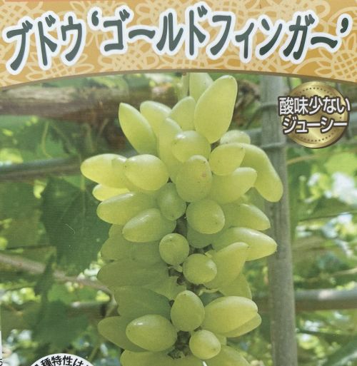 ゴールドフィンガー （ぶどう）：果樹苗 ブドウの苗 苗木 | 日本花卉