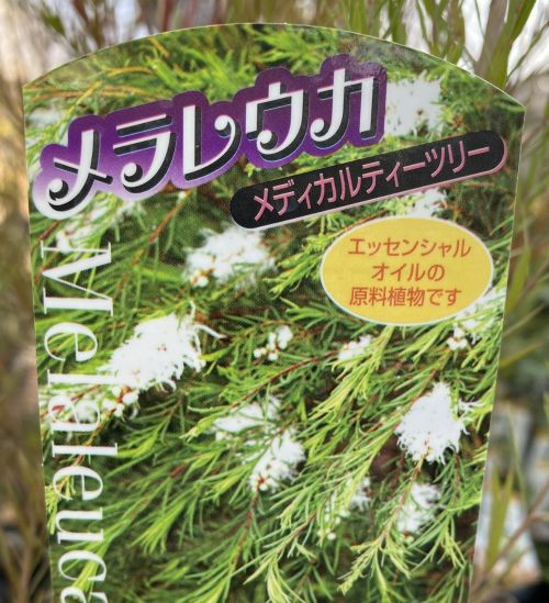 大株 メラレウカ メディカルティーツリー 6寸鉢植え | 日本花卉