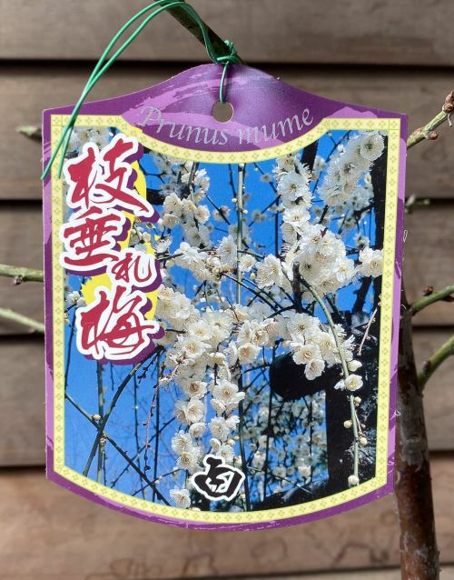 白花しだれ梅：シロバナシダレメ（花梅） 白花枝垂れ梅 6寸鉢植え