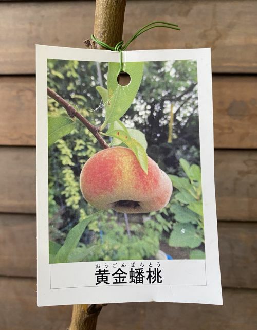 黄金蟠桃 オウゴンバントウ（桃）：果樹苗 桃の苗木 | 日本花卉