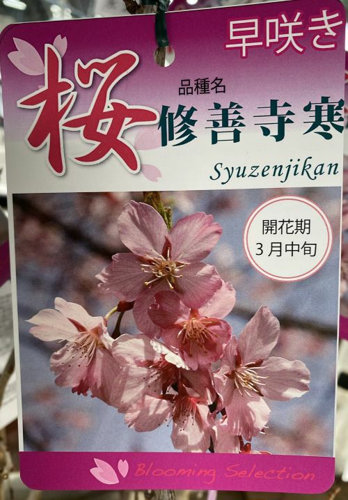 修善寺寒桜：シュゼンジカンザクラ（桜） 苗木 さくら 苗 サクラ