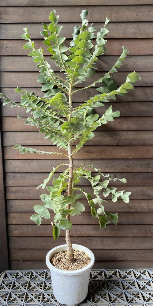 バンクシア　グランディス　大株 現品 大株 バンクシア グランディス 6寸鉢植え (banksia grandis