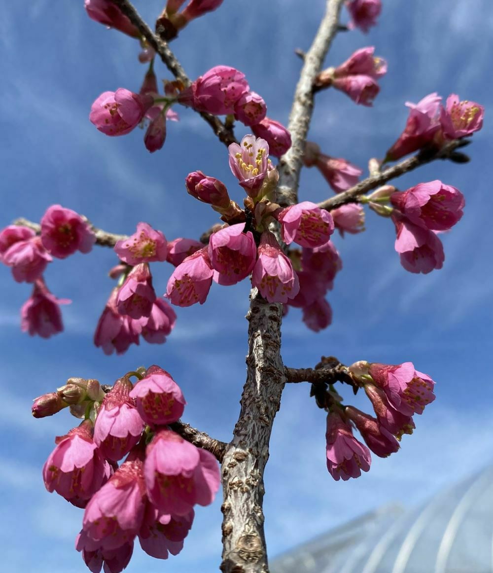 6寸鉢植え 一重寒緋桜：カンヒザクラ（桜） 苗木 さくら 苗 サクラ