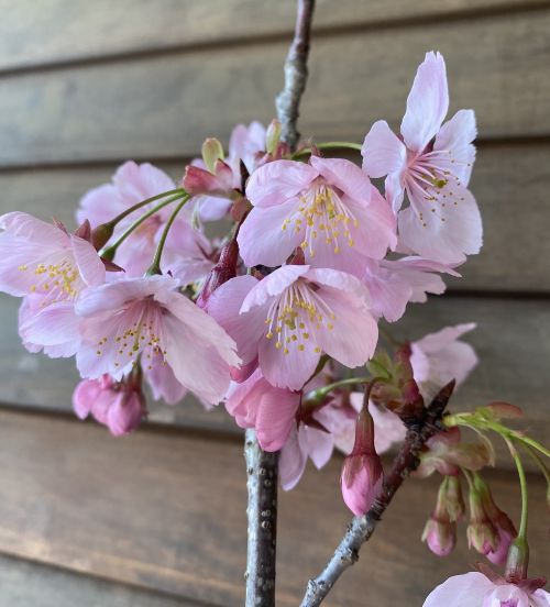 6寸鉢植え 陽光桜：ヨウコウザクラ（桜） 苗木 さくら 苗 サクラ