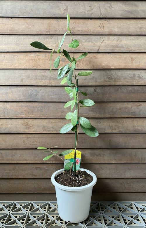 フェイジョア（選抜アポロ） 5寸鉢植え ：果樹苗 アポロセレクト