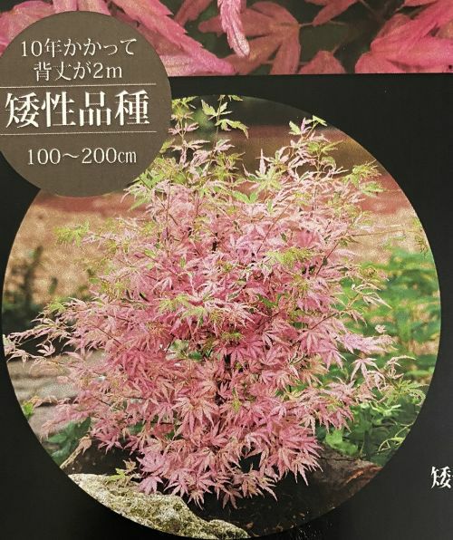 ピンク色のモミジ テイラー 紅葉 5寸スクエア鉢植え モミジ 矮性品種