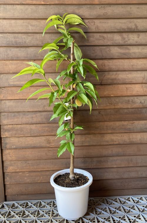 桃の苗木 あかつき 果樹 鉢植え　大株　実付き 6寸鉢植え あかつき（桃）：果樹苗 桃の苗木 | 日本花卉ガーデン