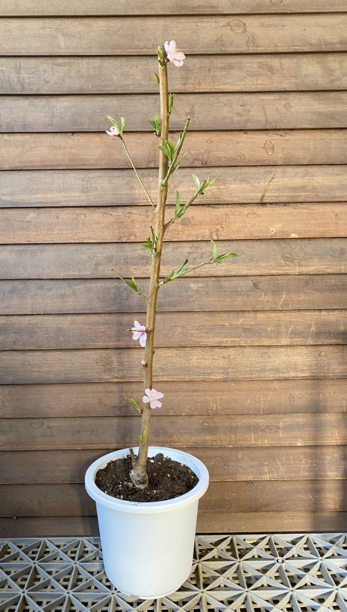 6寸鉢植え あかつき（桃）：果樹苗 桃の苗木 | 日本花卉ガーデン