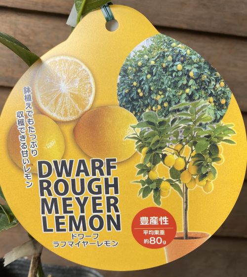 ドワーフラフマイヤーレモン （矮性＆甘いレモン）：果樹苗 柑橘苗