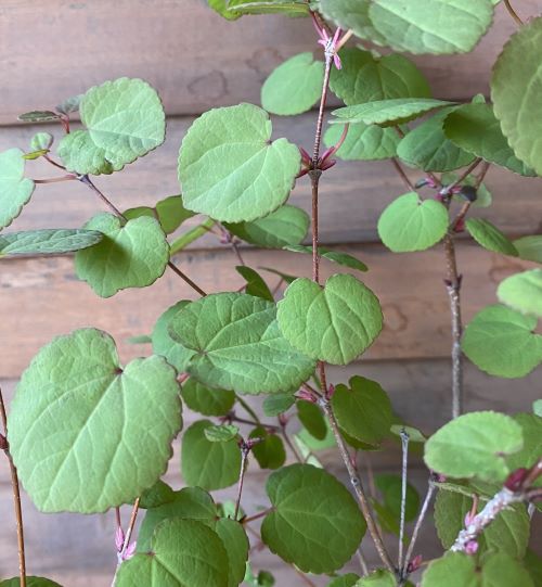 桂の木（カツラノキ） 5寸鉢植え 苗 苗木 | 日本花卉ガーデンセンター