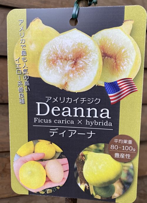 アメリカイチジク ディアーナ