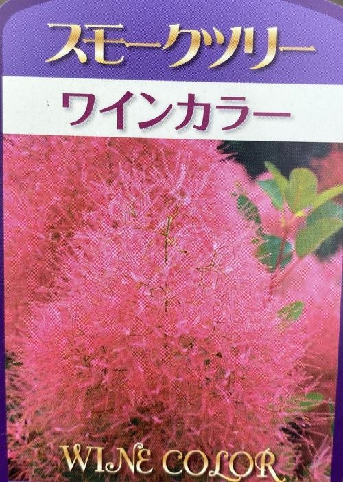 スモークツリー ワインカラー