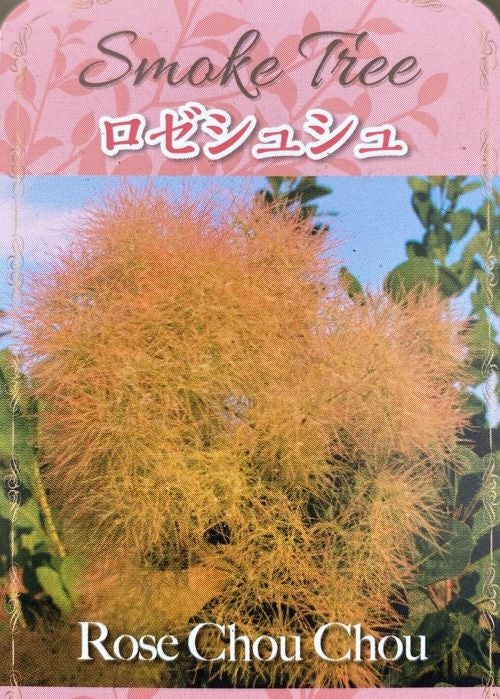 スモークツリー ロゼシュシュ ポット植え 苗 苗木 （薄ピンク花
