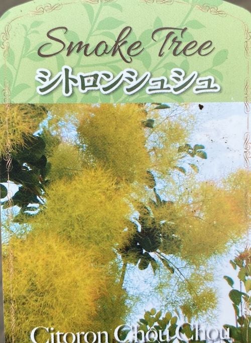 スモークツリー シトロンシュシュ ポット植え 苗 苗木 （ピンク～緑花