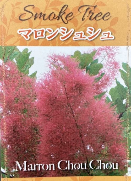 スモークツリー マロンシュシュ ポット植え 苗 苗木 | 日本花卉