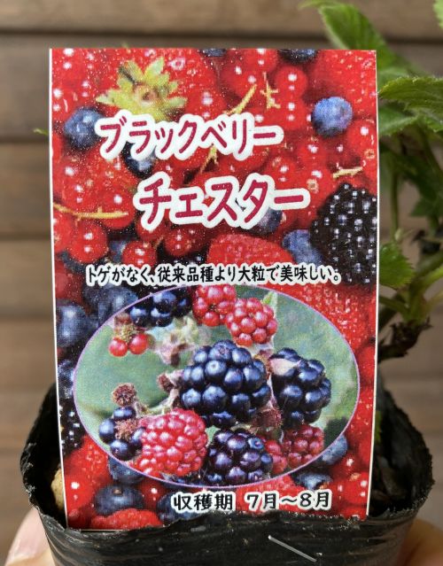 ブラックベリー チェスター ：果樹苗 3寸ポット苗 トゲなしブラック