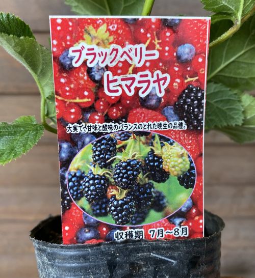 ブラックベリー ヒマラヤ ：果樹苗 3寸ポット苗 トゲなしブラック