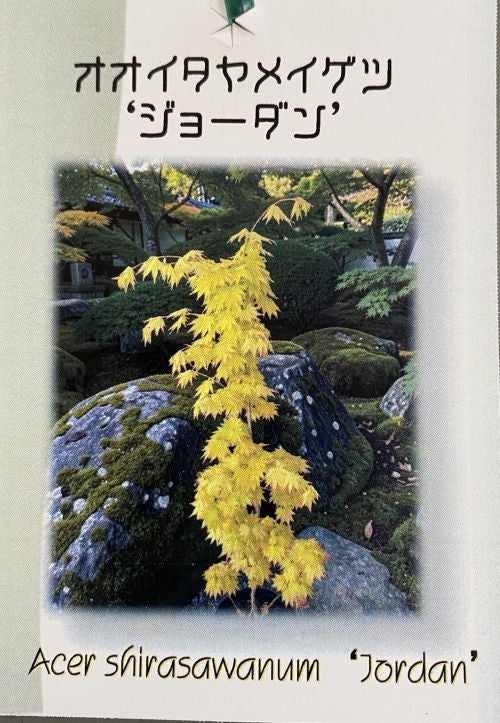 イタヤカエデ　オオイタヤメイゲツ　【品番3463】 オオイタヤメイゲツ ジョーダン 黄金イタヤカエデ（金カクレ） 黄金