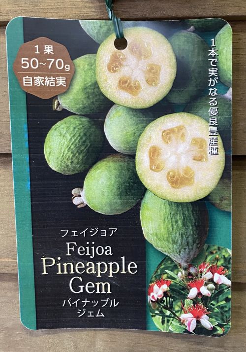 フェイジョア　パイナップルジェム