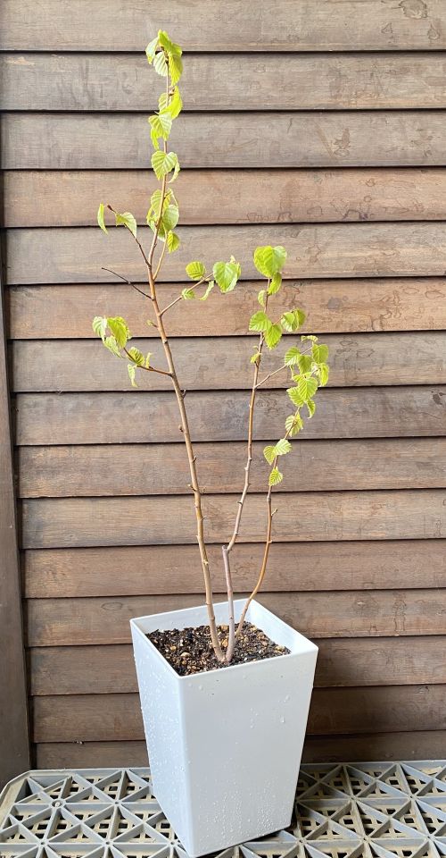 完売：白樺の鉢植え　No.5 現品 白樺（シラカバ） 6寸鉢植え ＊2026年3月26日撮影 | 日本花卉
