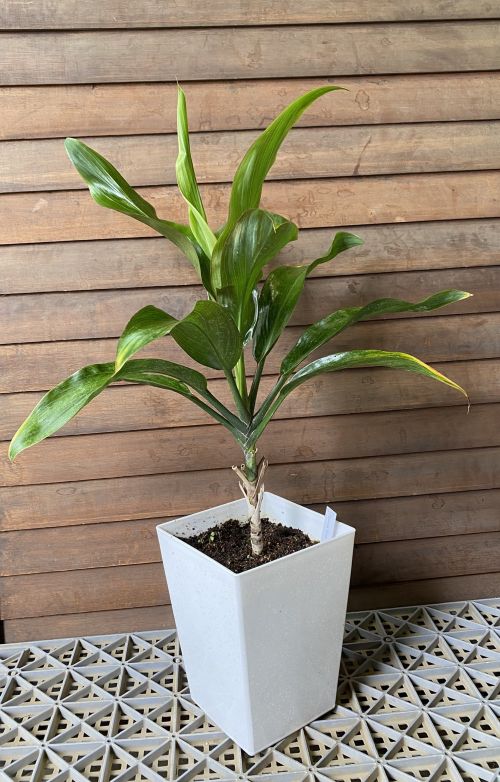 【lala】ティーリーフ　350枚　4/15までに到着 ティーリーフ ハワイの植物葉 キー ティ ティーリーフ ki, or ti plant