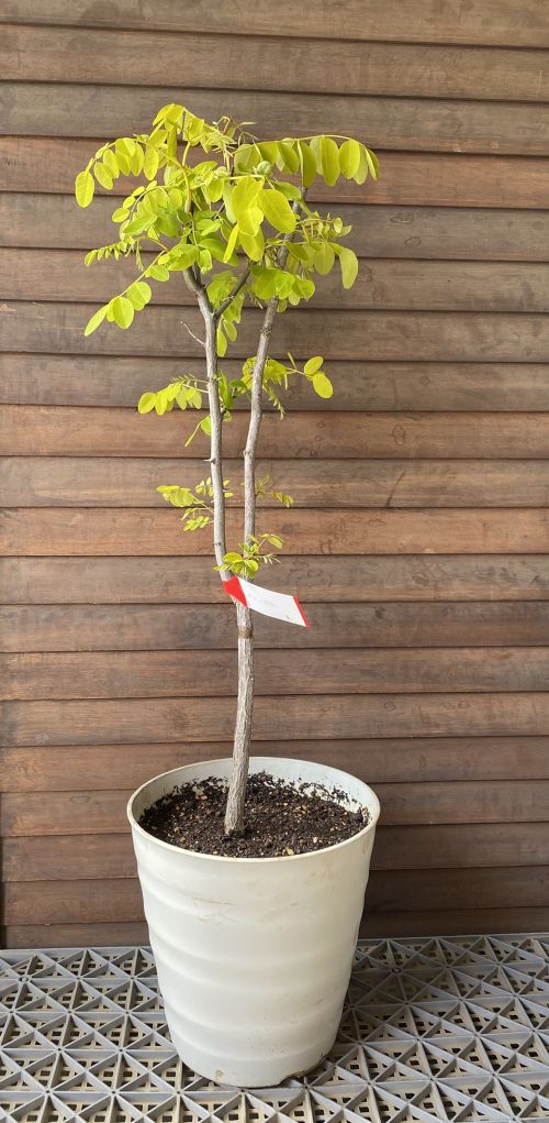 現品 アカシア 黄金葉ニセアカシア フリーシア 9号鉢植え 樹高80