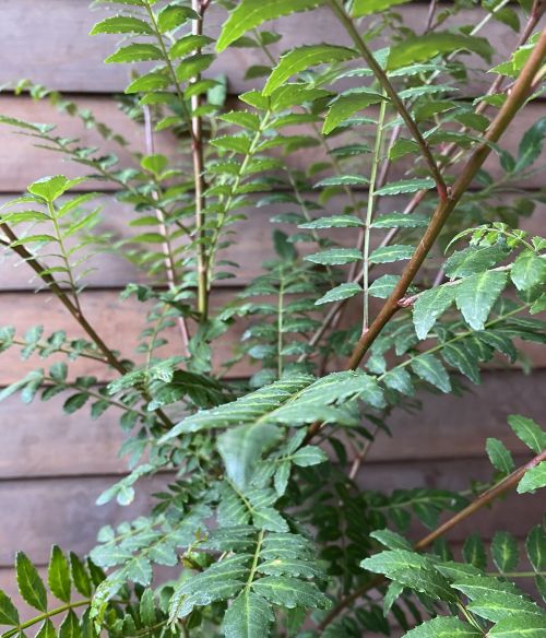葉山椒（葉さんしょう） 5寸ポット植え ：果樹苗 ハサンショウ | 日本