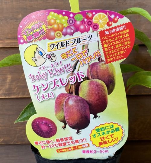 ベビーキウイ：ケンズレッド（メス木）：果樹苗 苗 苗木 サルナシ さる
