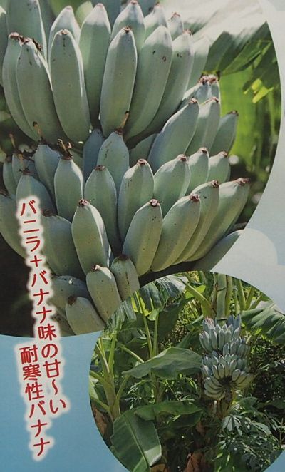 アイスクリームバナナ